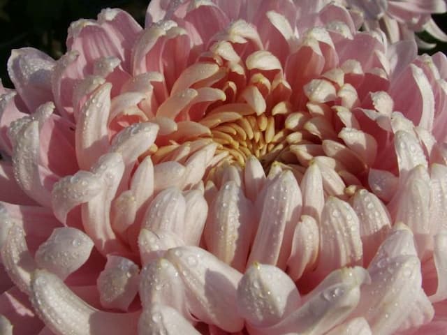Chrysanthemum 'Allouise'