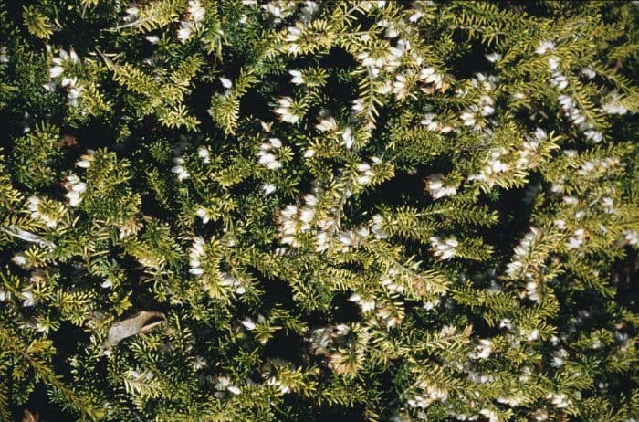 heather 'Golden Starlet'