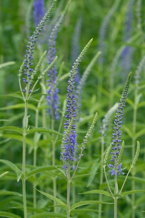 garden speedwell