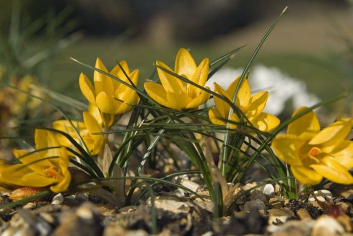 crocus 'Goldilocks'