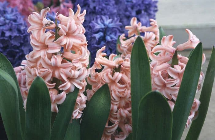 hyacinth 'Anna Marie'