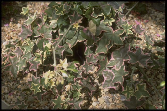 pelargonium 'L'élégante'