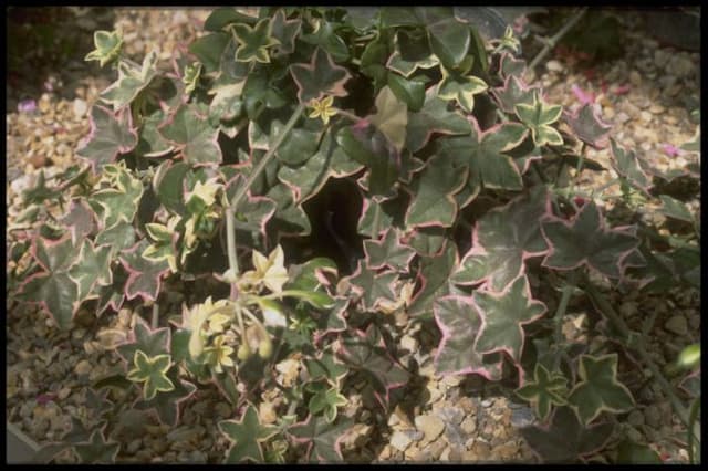 Pelargonium 'L'élégante'