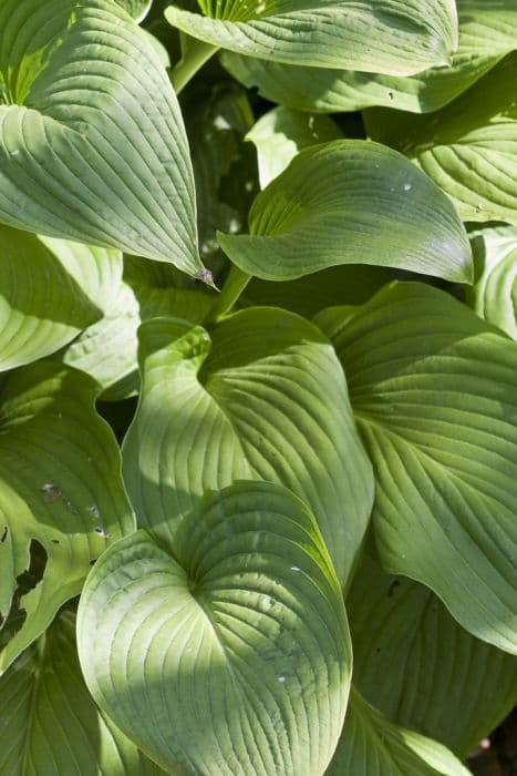 Japanese rock hosta