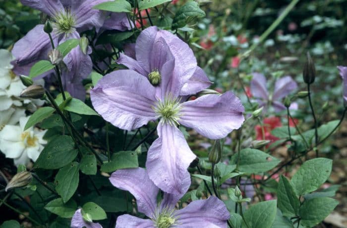 clematis 'Prince Charles'