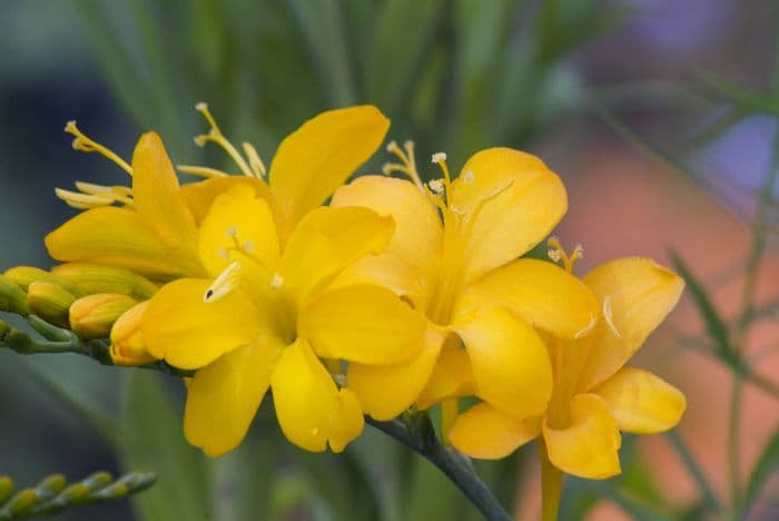 montbretia 'Paul's Best Yellow'