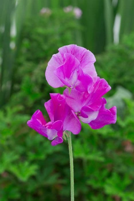 sweet pea 'Eclipse'