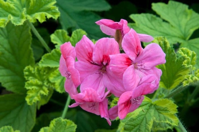 pelargonium 'Golden Clorinda'