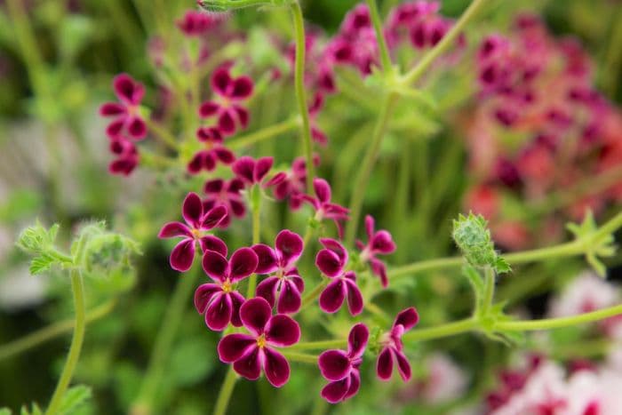 pelargonium 'Lawrenceanum'