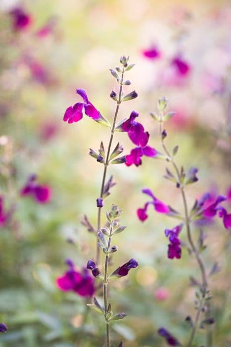 autumn sage 'Emperor'