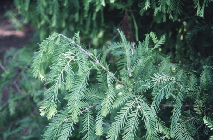 dawn redwood