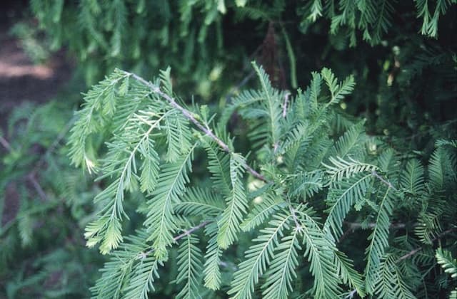 Dawn redwood