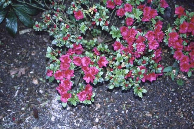 Rhododendron 'Florida'