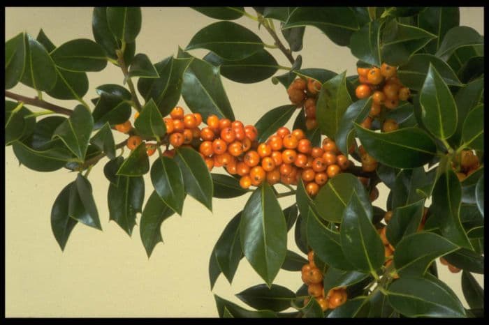 holly 'Amber'