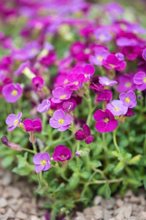 aubrieta 'Ida'