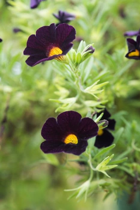 calibrachoa [Can-can Black Cherry]