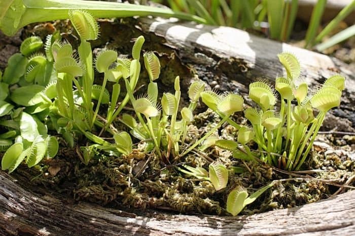 Venus flytrap