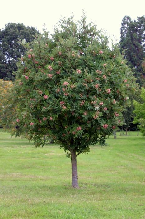 mountain ash 'Leonard Messel'