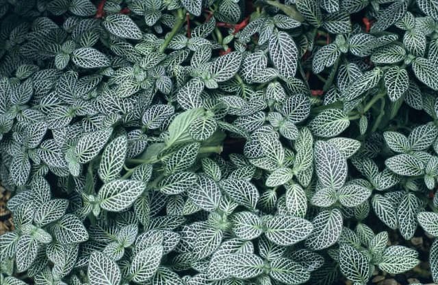 Mosaic plant