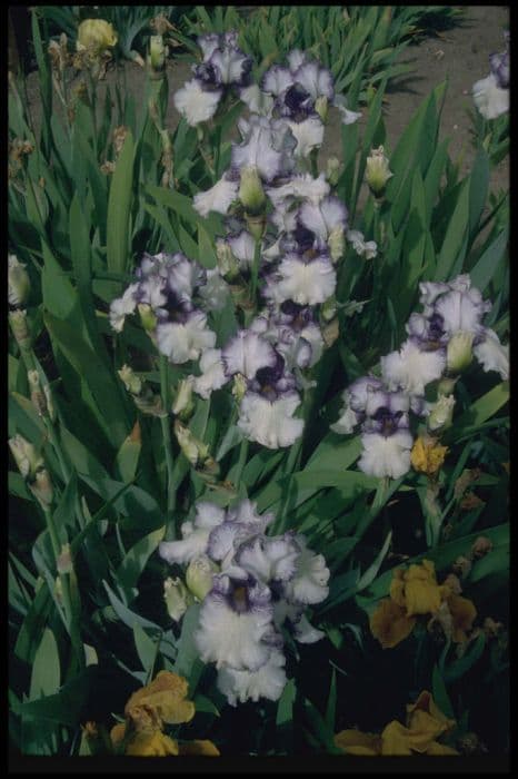 iris 'Orinoco Flow'