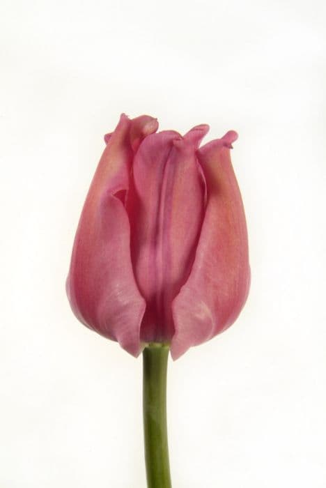 tulip 'Picture'