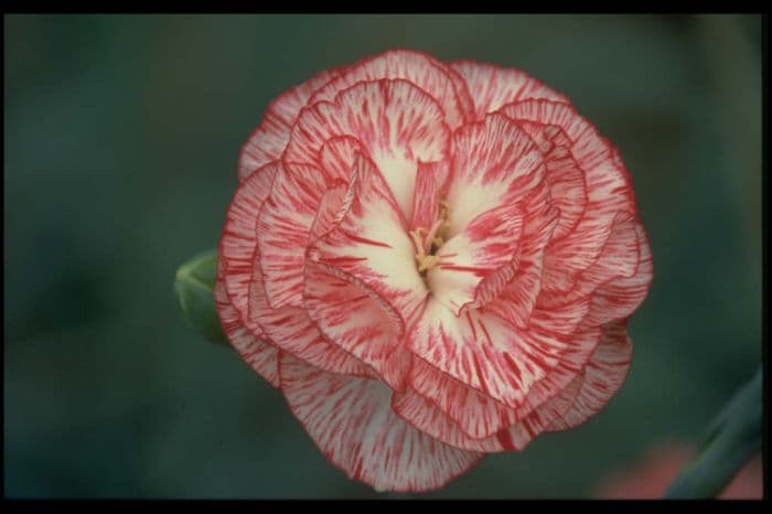 border carnation 'Tamsin Fifield'