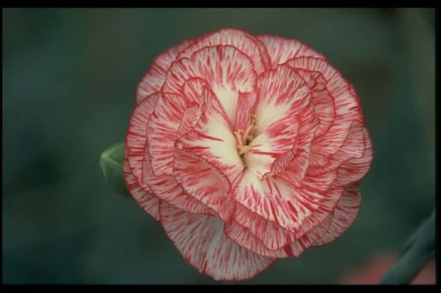 Border carnation 'Tamsin Fifield'