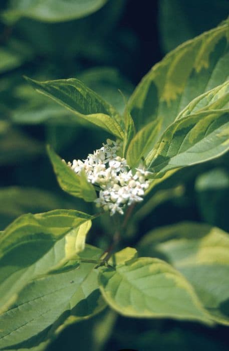 red-barked dogwood 'Spaethii'