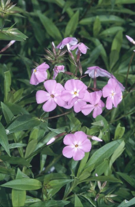 smooth phlox 'Bill Baker'