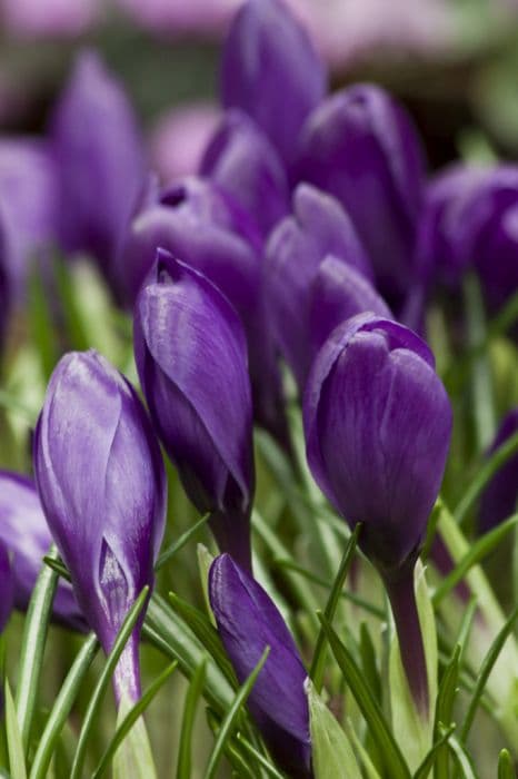 crocus 'Flower Record'