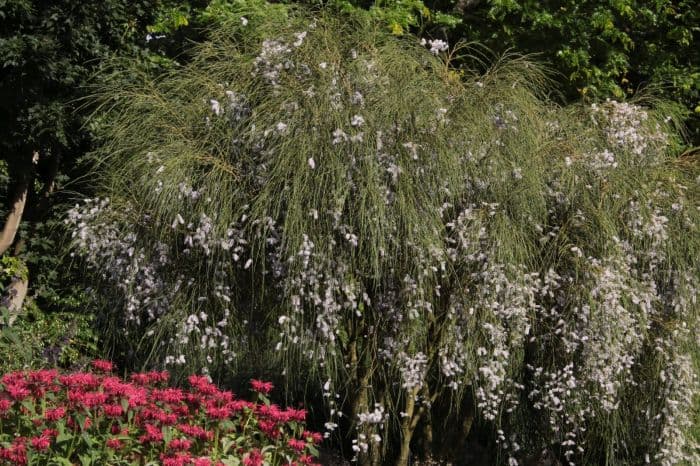 weeping broom