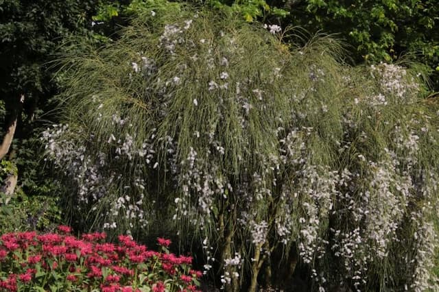 Weeping broom