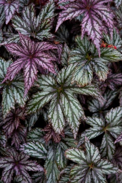 begonia 'Benitochiba'