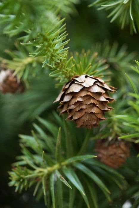 Chinese fir