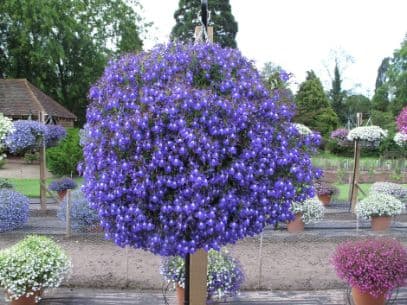 Lobelia 'Lobetis'