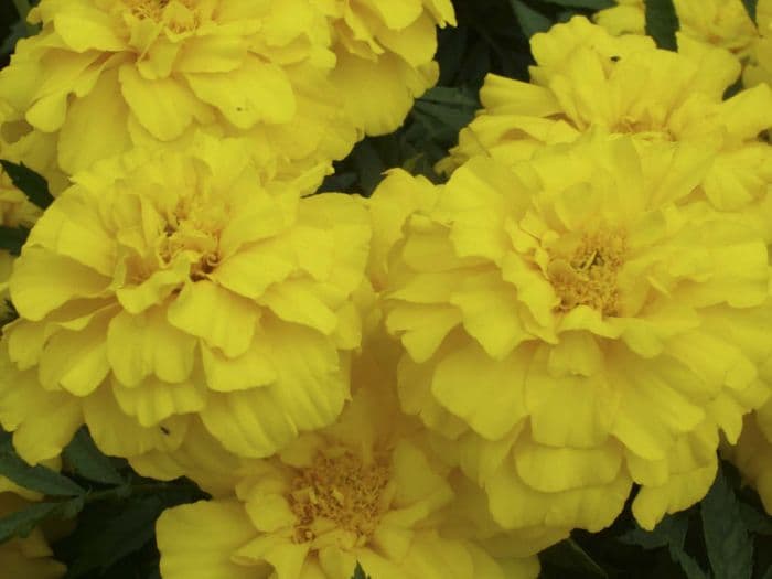 French marigold 'Zenith Lemon Yellow'