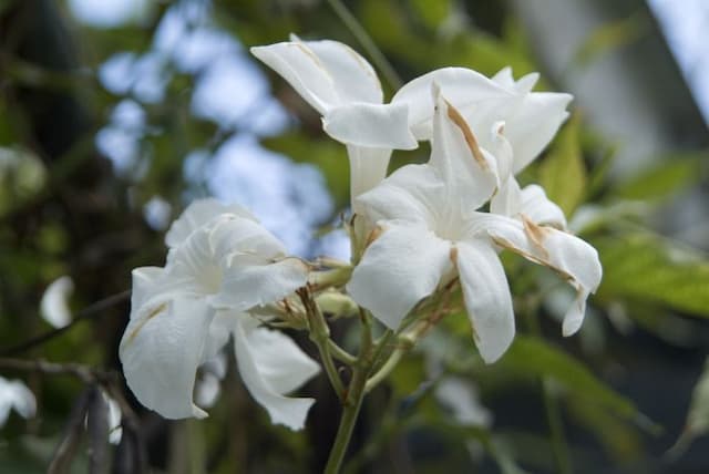 Chilean jasmine