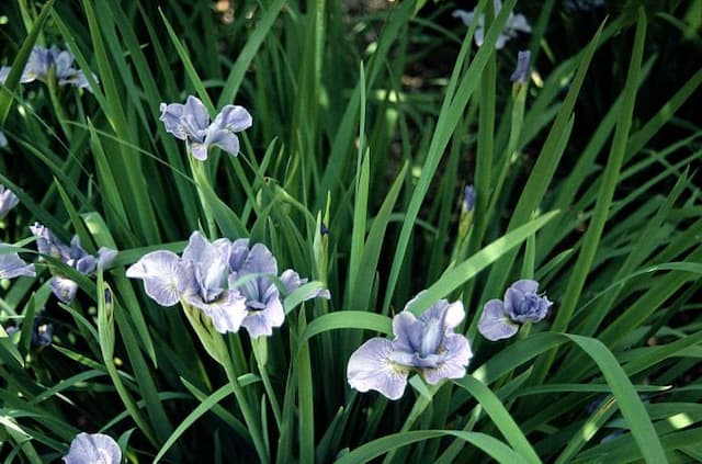Siberian iris 'Cambridge'