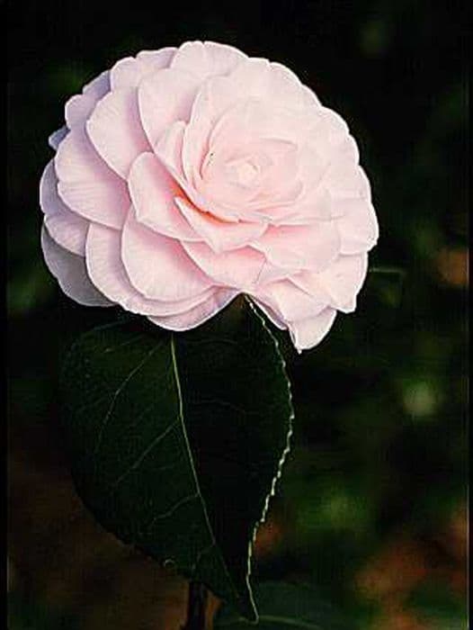 camellia 'Ave Maria'