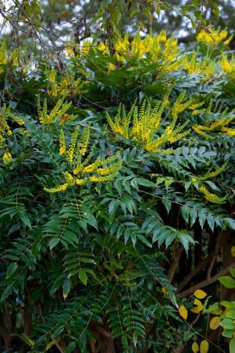 Oregon grape 'Charity'