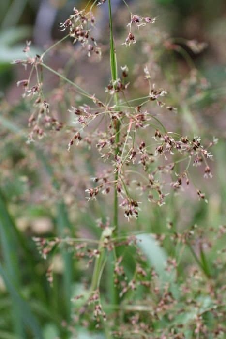 great wood-rush