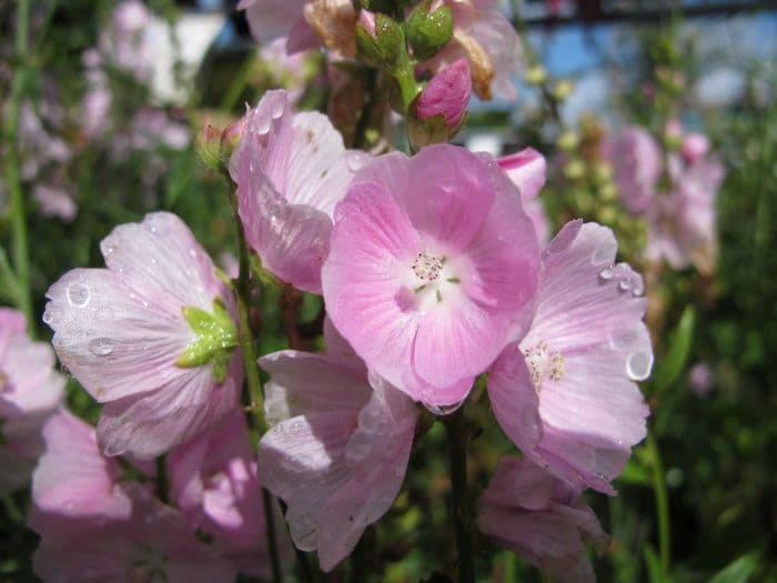 prairie mallow 'Little Princess'