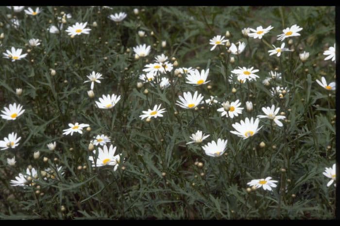 Canary marguerite