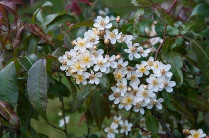 Elderflower Rose