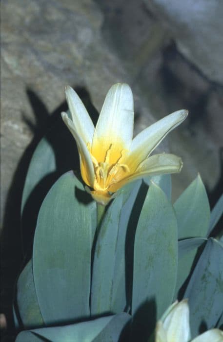 Kolpakowsky's tulip