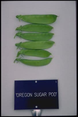Pea (mangetout) 'Oregon Sugar Pod'