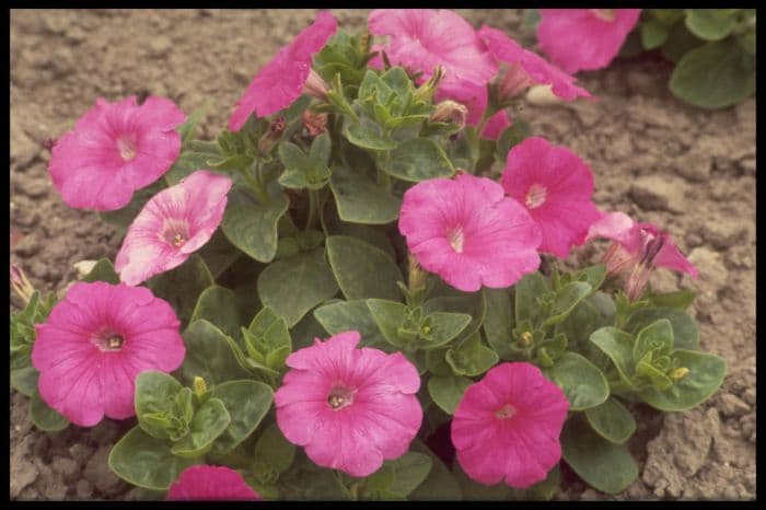 petunia Mirage Series