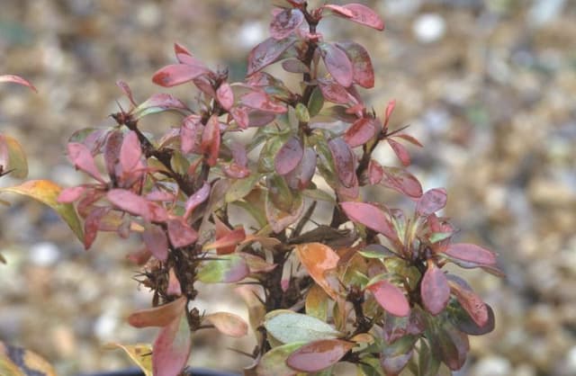 Japanese barberry 'Bagatelle'