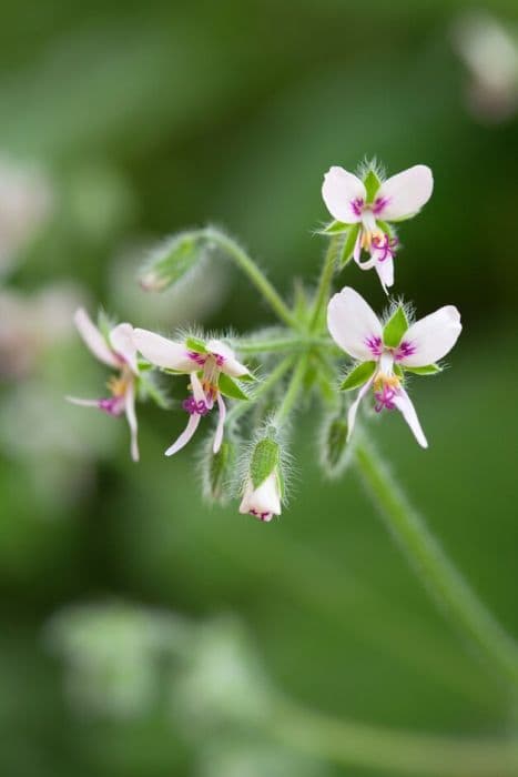 peppermint geranium