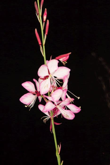 gaura [Freefolk Rosy]